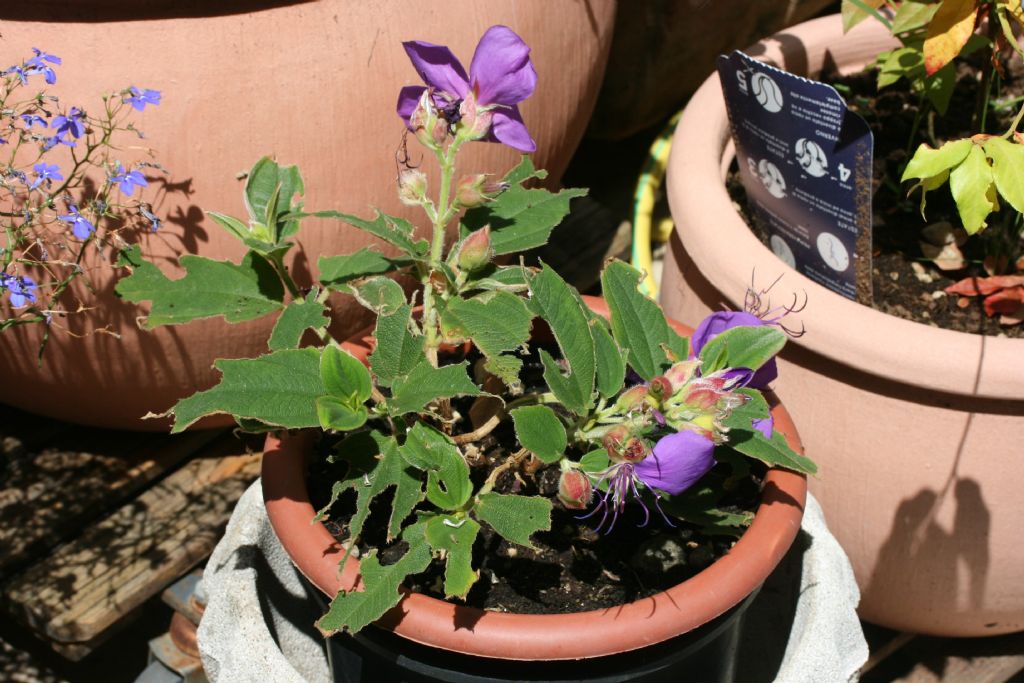 Piccole larve su boccioli di rosa